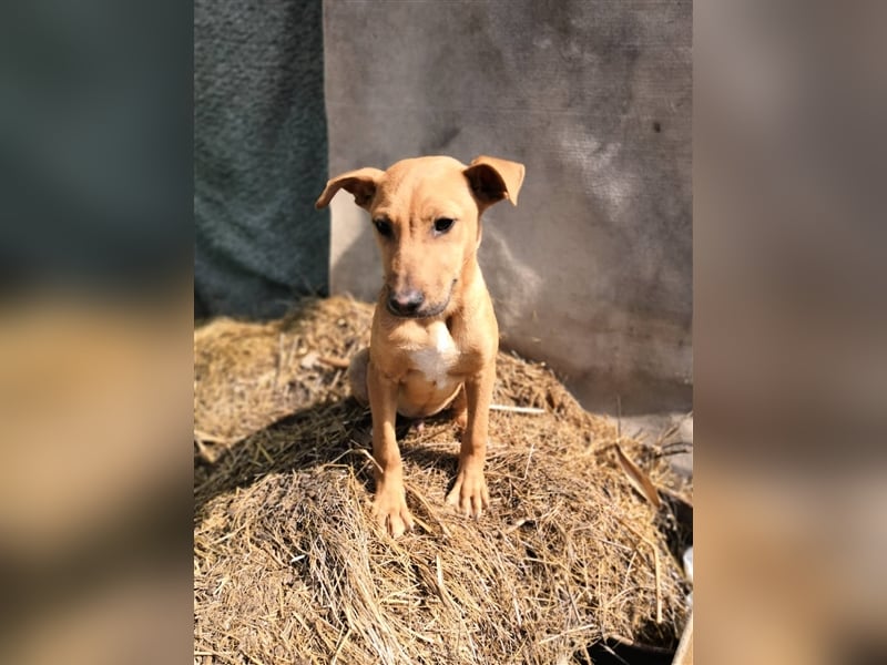 OBELIX ❤ sucht Zuhause / Pflegestelle