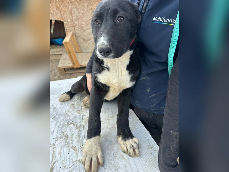 Woopy, wunderschönes Hundemädchen sucht zuverlässige Menschen