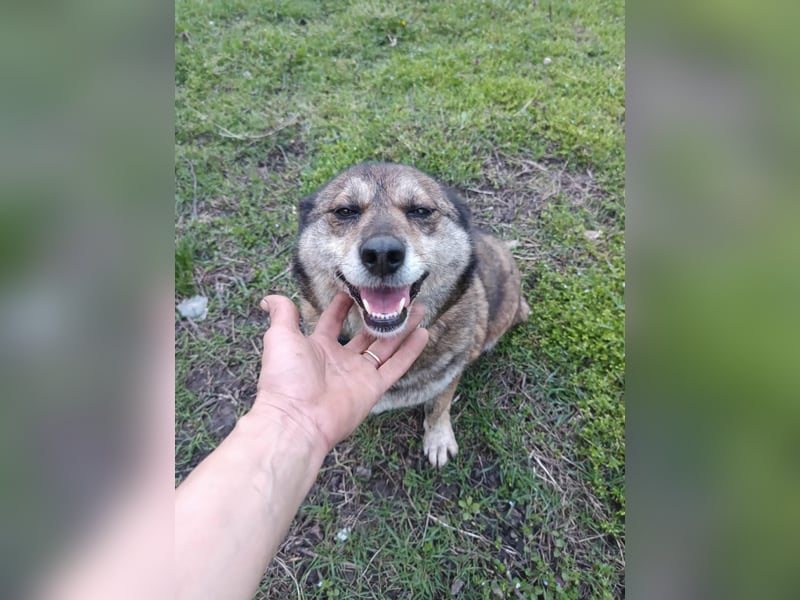 DORA ❤  sucht Zuhause oder Pflegestelle