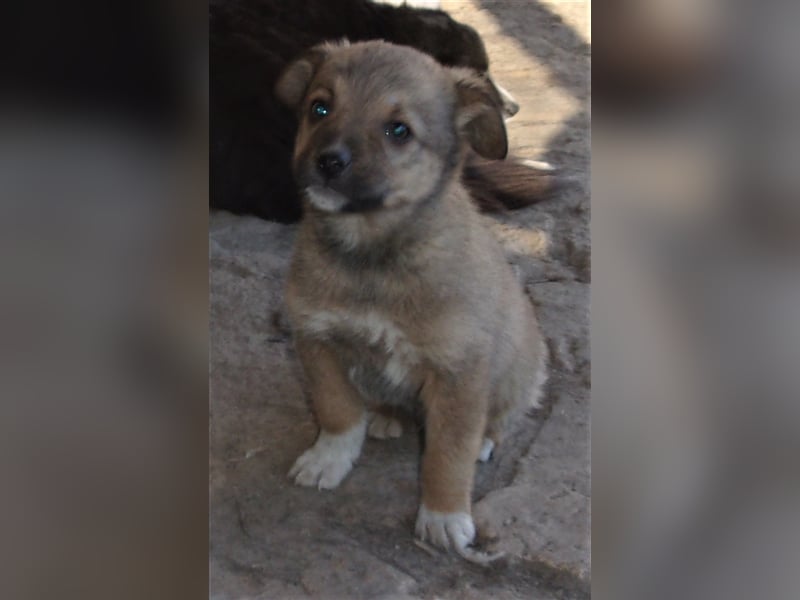 CARLOS ❤ sucht Zuhause oder Pflegestelle