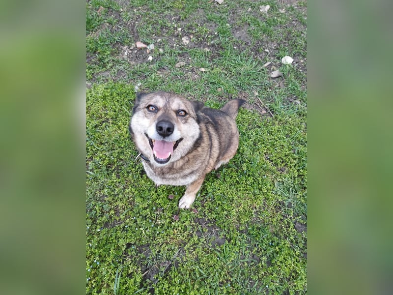 DORA ❤  sucht Zuhause oder Pflegestelle
