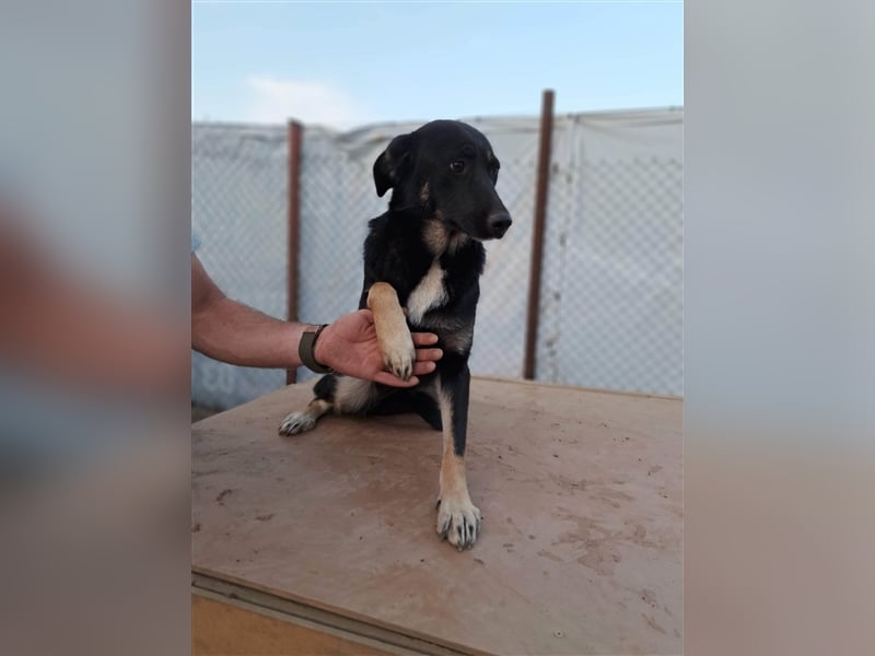 INA ❤ EILIG!  sucht Zuhause oder Pflegestelle