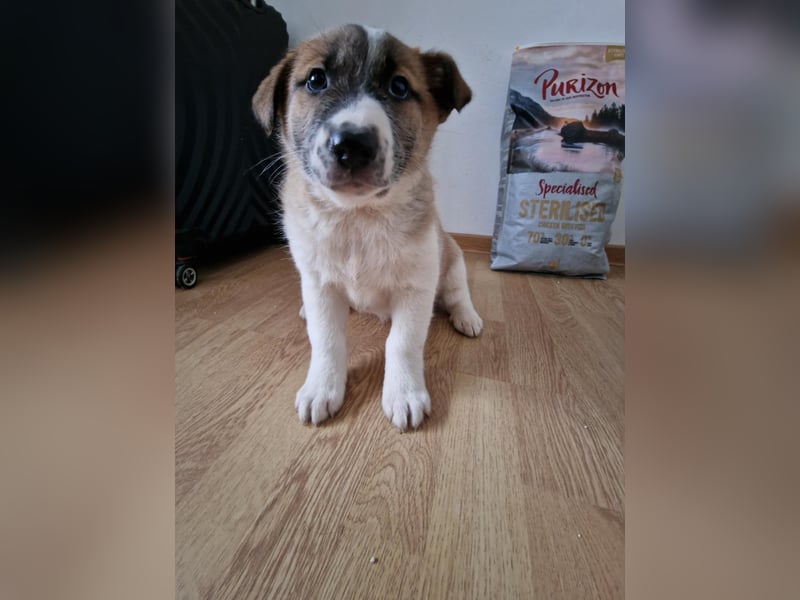 Tyler, kleiner Hundemann auf der Suche nach dem Glück