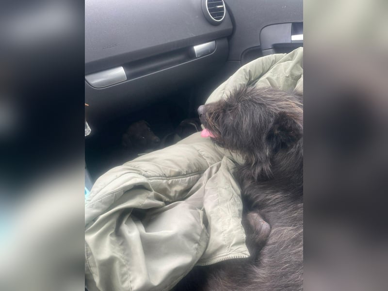 Xana, Hundemama sucht liebevolles Zuhause