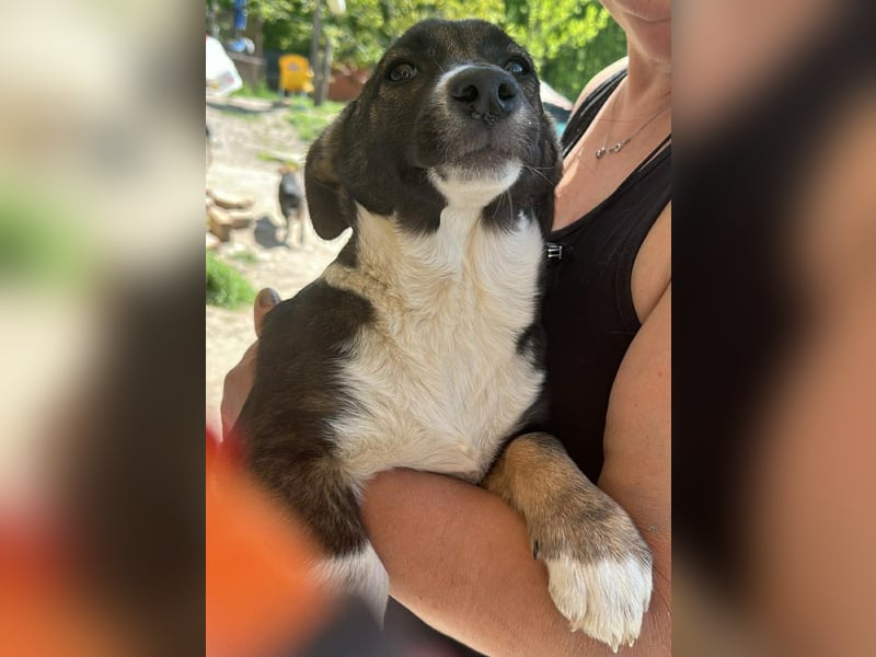 Arielle, kleine Zuckerschnute sucht Bleibe für immer