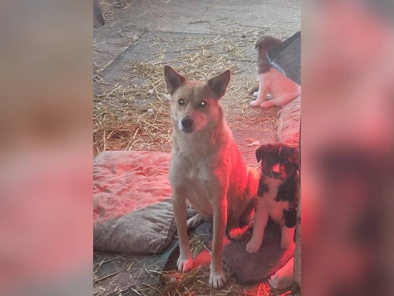 Talia, junge Hundemama sucht Körbchen zum Bleiben