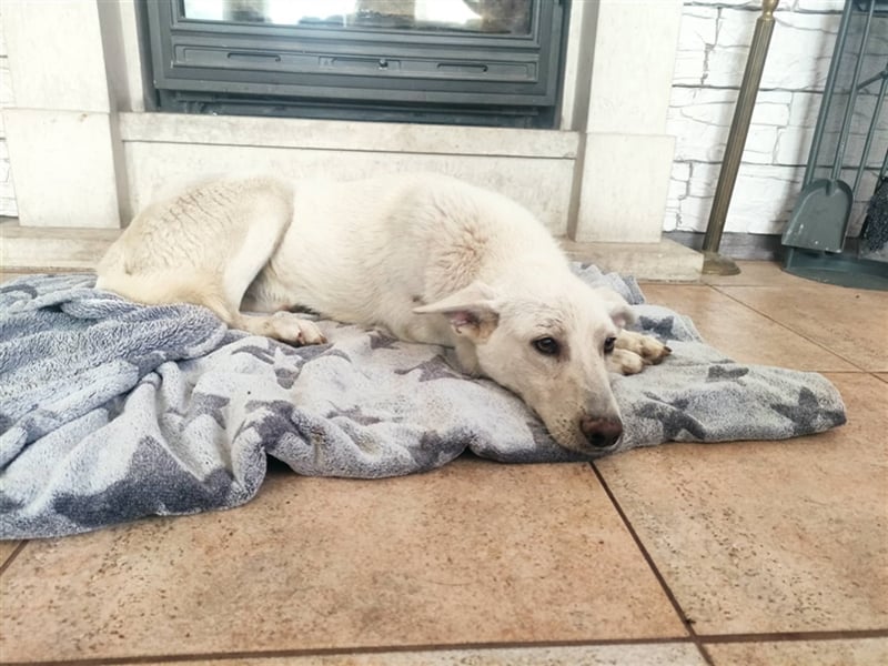 KEVIN ❤ EILIG!!! sucht: Zuhause oder Pflegestelle