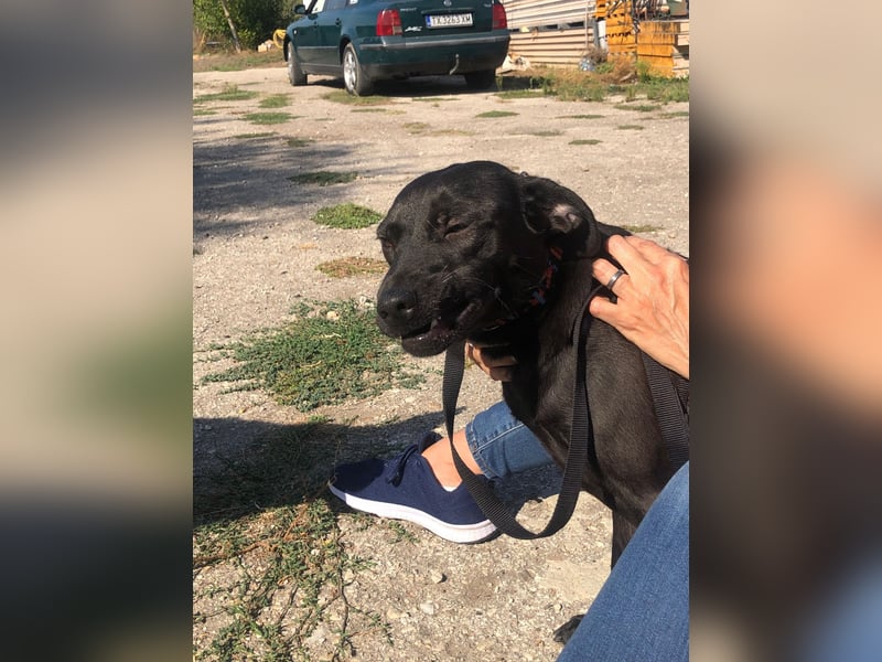 BLACK-PEARL ❤️ sucht Zuhause oder Pflegestelle