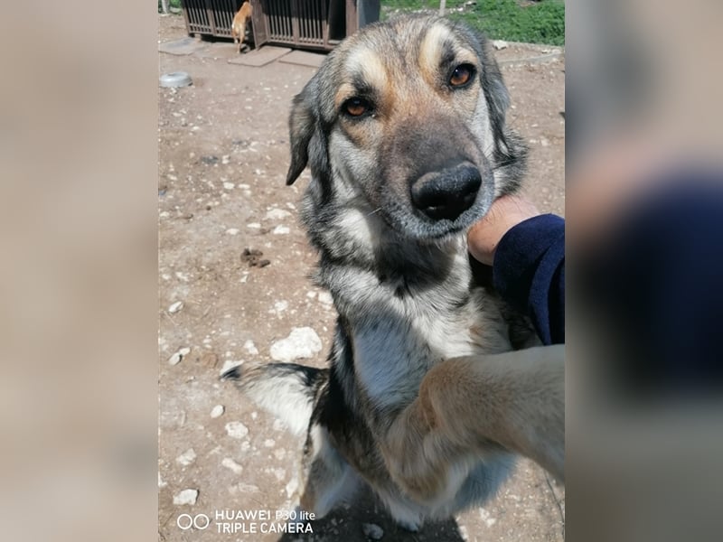 KORA ❤ wartet in 31860 Emmerthal auf Dich