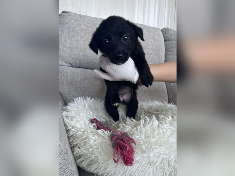 FINE ❤️ SEHR EILIG! sucht Zuhause oder Pflegestelle