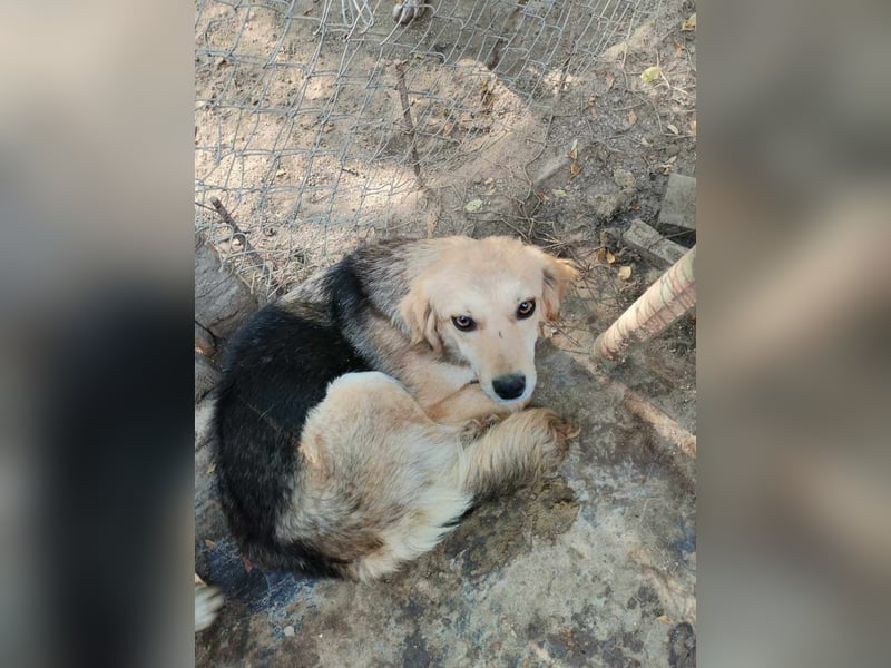 ROSE ❤ sucht Zuhause oder Pflegestelle