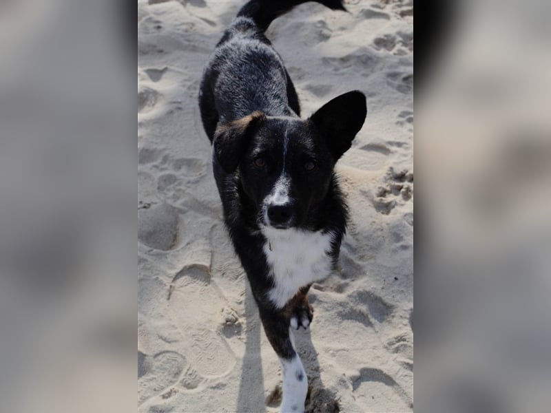 DARVIN ❤sucht Zuhause oder Pflegestelle