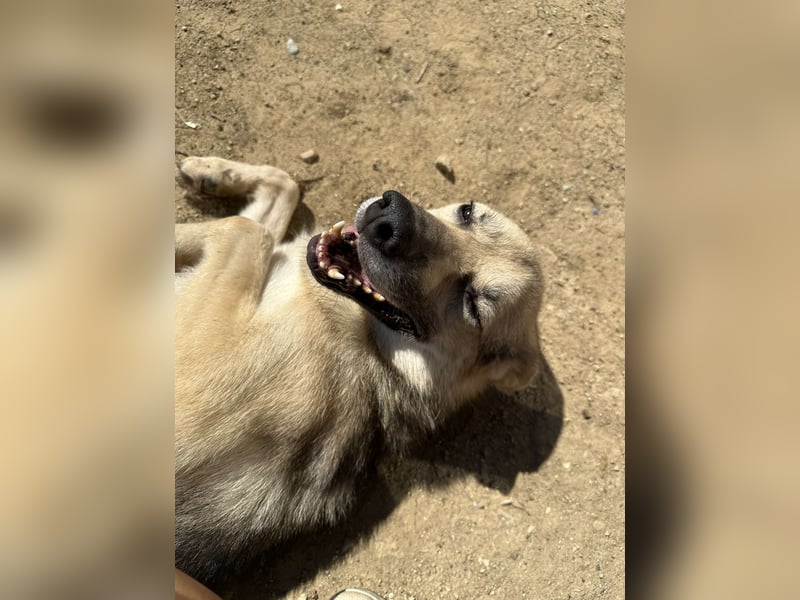 SIMON ❤ EILIG! sucht Zuhause oder Pflegestelle