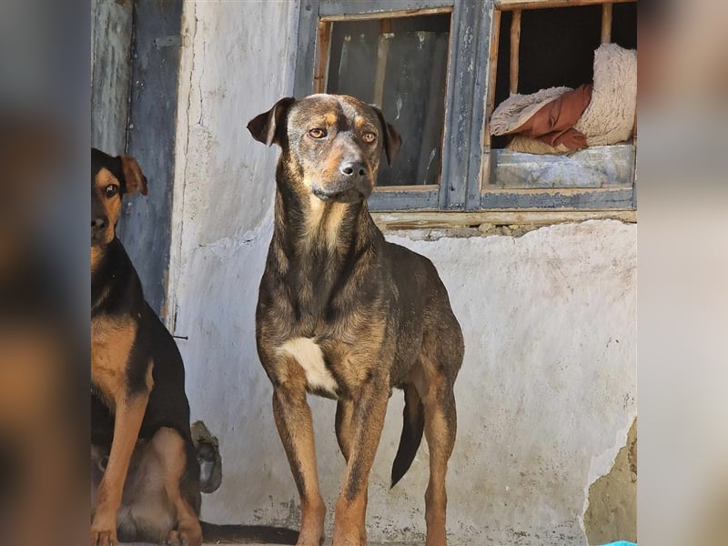 TRENJO ❤ EILIG! sucht Zuhause oder Pflegestelle