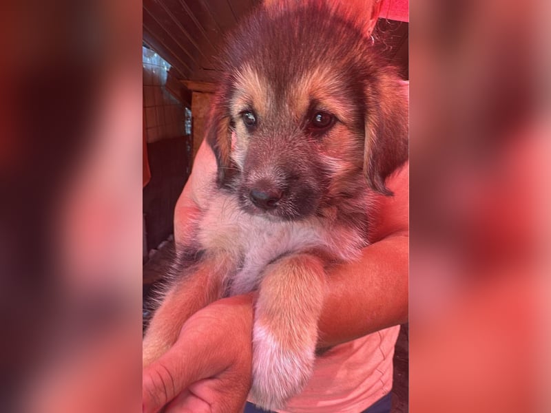 Dana, kleines Hundekind sucht Anschluss