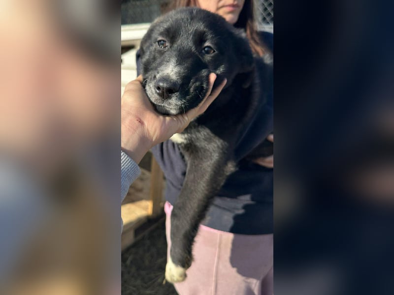 Woopy, wunderschönes Hundemädchen sucht zuverlässige Menschen