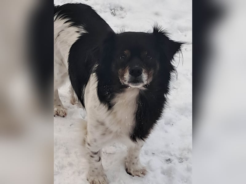 Maya, zauberhafte Hündin sucht Gesellschaft