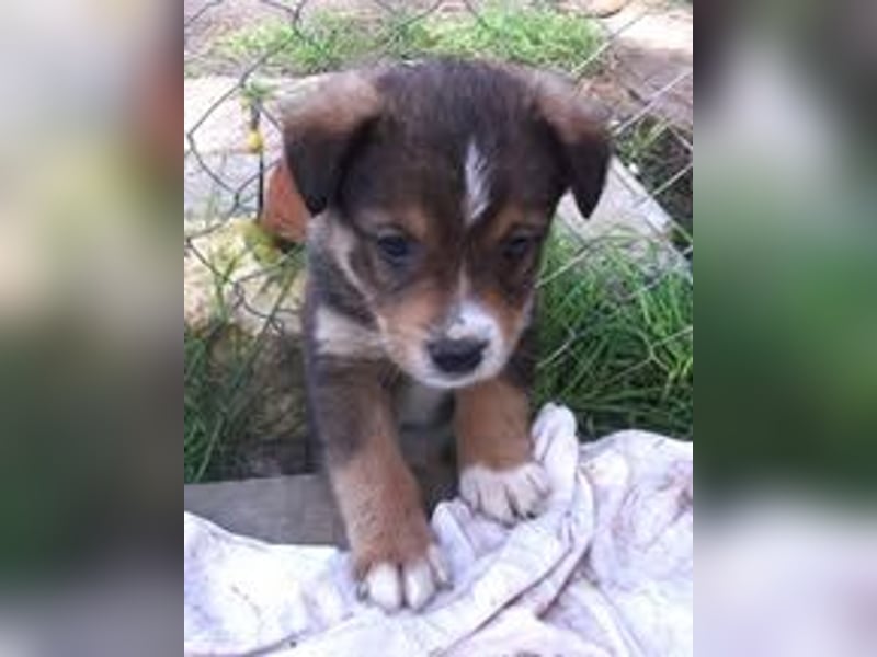 OREO ❤  wartet in 26388 Wilhelmshaven auf Dich
