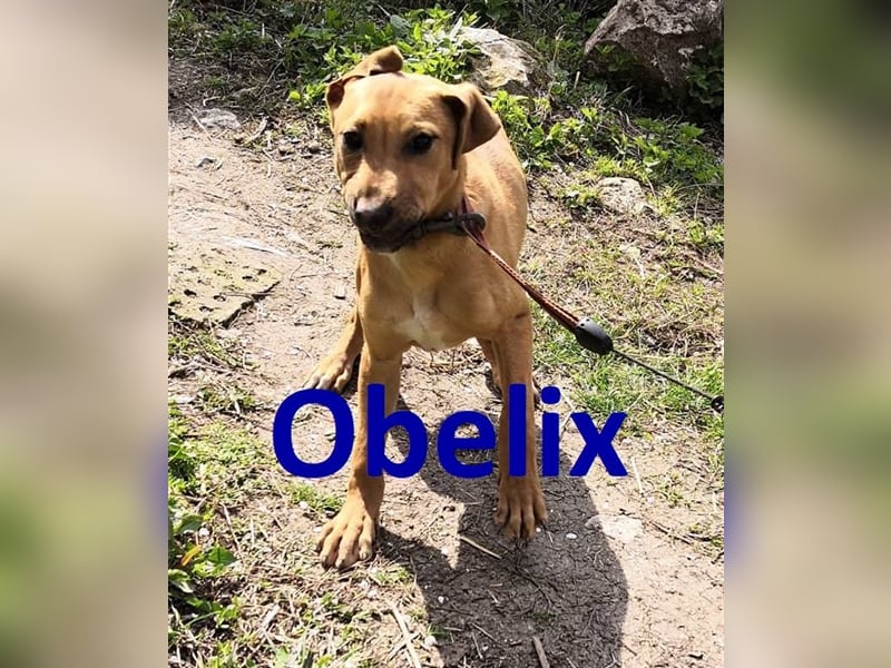 OBELIX ❤ sucht Zuhause / Pflegestelle