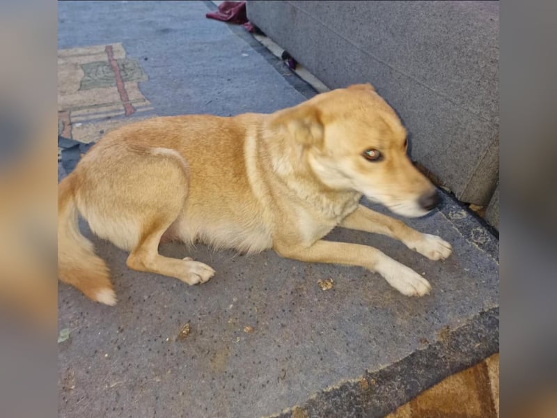 Talia, junge Hundemama sucht Körbchen zum Bleiben