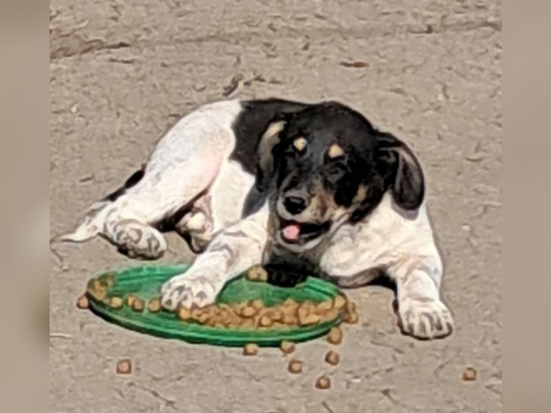 Vasko, hübscher Hundebub sucht liebevolle Menschen