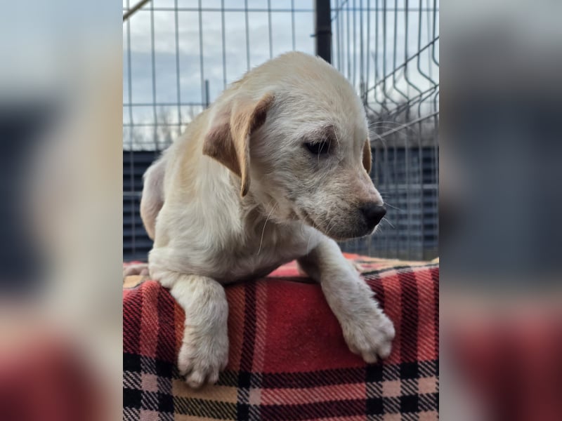 Daisy - zuckersüßes Hundemädchen