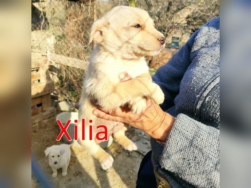 XILIA ❤  sucht Zuhause oder Pflegestelle
