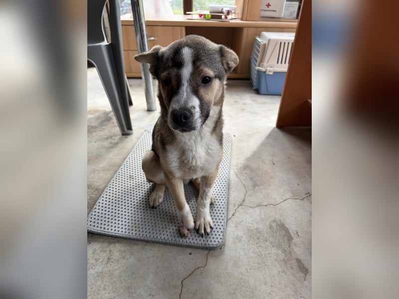 MISHA ❤ EILIG! sucht Zuhause oder Pflegestelle