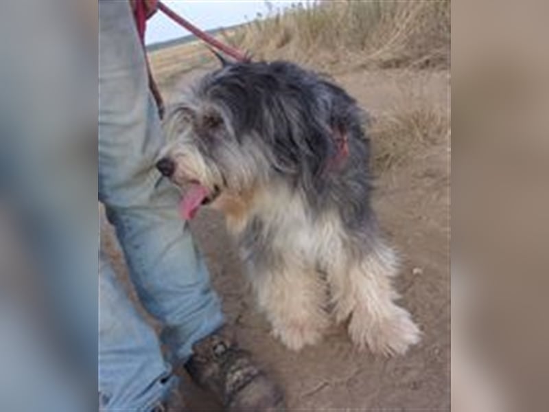 FLEUR ❤ sucht Zuhause oder Pflegestelle