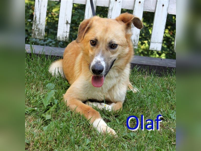 OLAF ❤ EILIG! sucht Zuhause/Pflegestelle