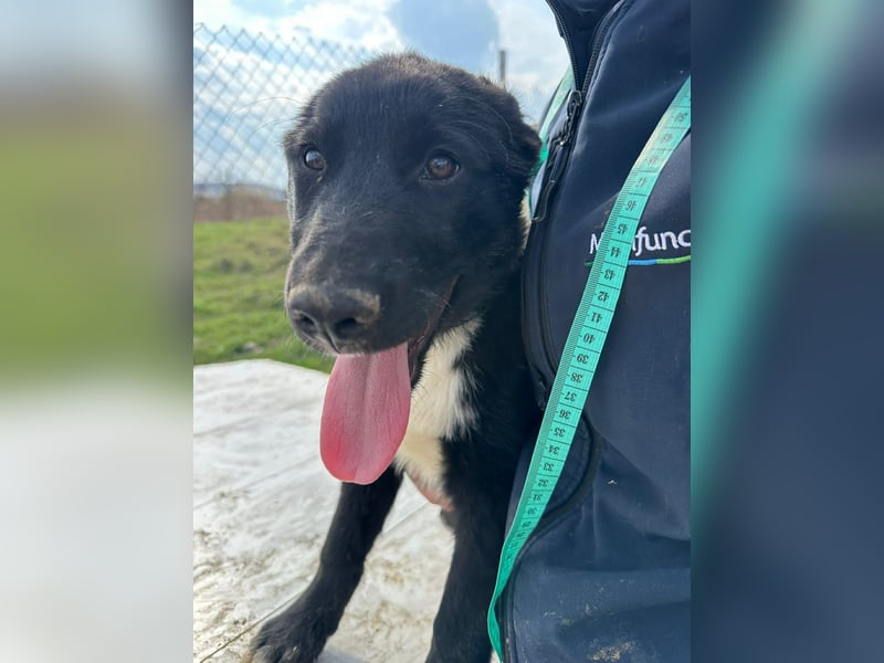 Wolle, lustiger Hundebub sucht sein Glück