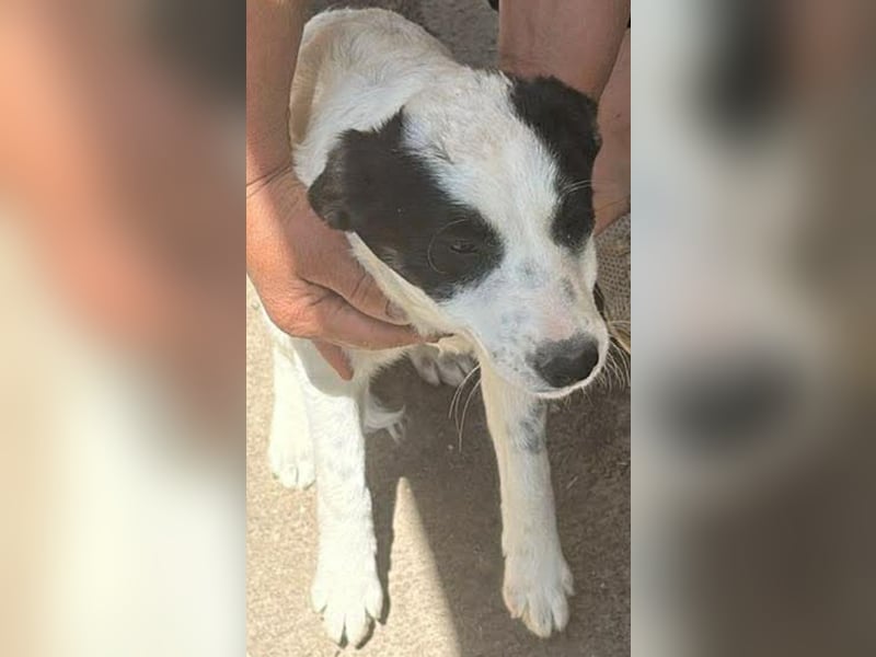 Amelia, kleines Hundefräulein sucht liebevolle Hände