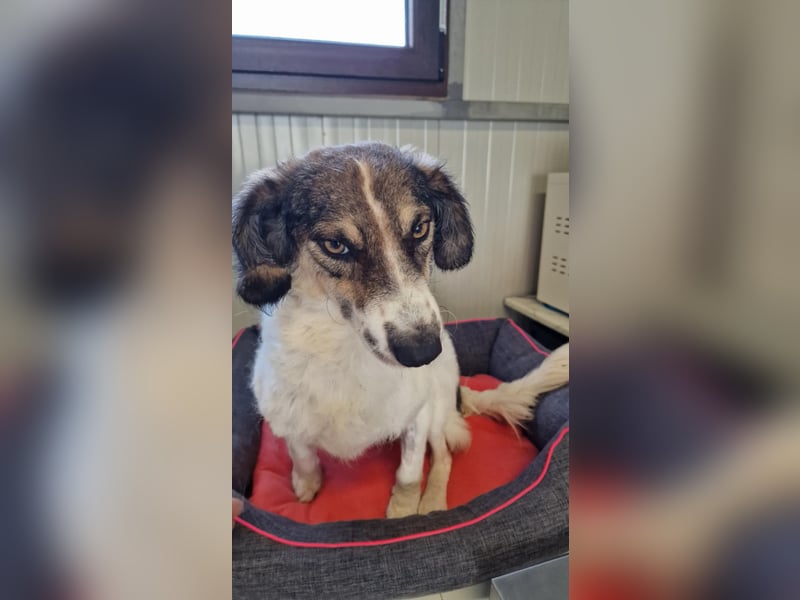 GERRY ❤ SEHR EILIG! sucht Zuhause oder Pflegestelle