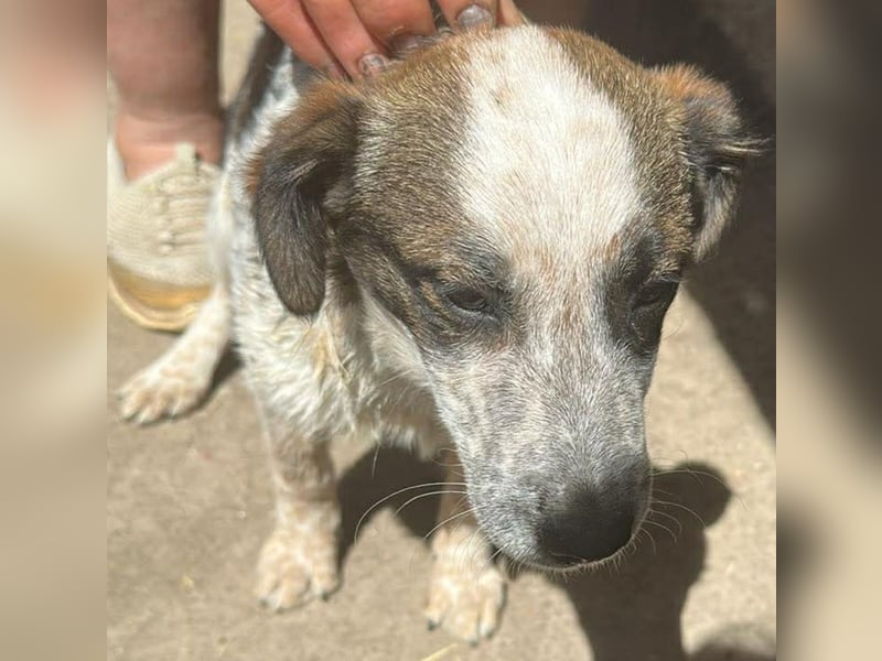 Ani, kleines Hundemädchen sucht ihre Menschen