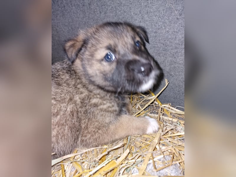 Tomi, kleiner Zwerg sucht sein passendes Körbchen