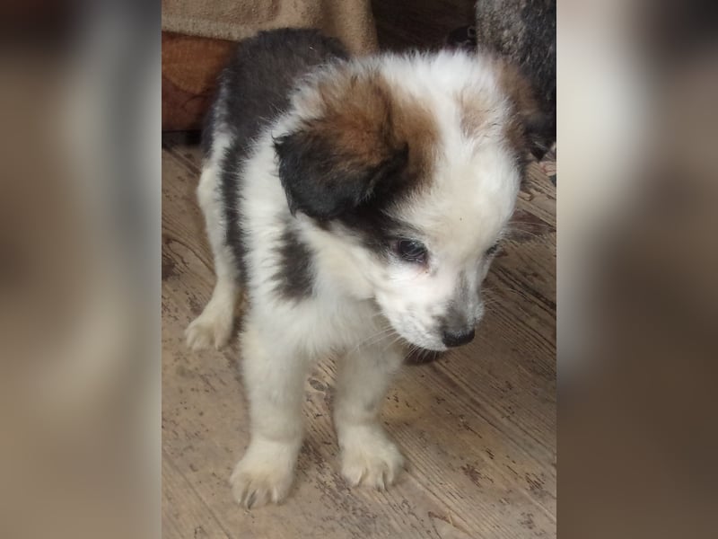 TANNAR ❤ EILIG! sucht Zuhause oder Pflegestelle