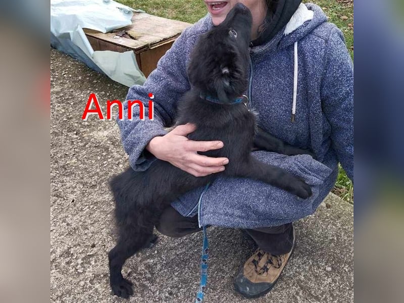 ANNI ❤ sucht Zuhause oder Pflegestelle