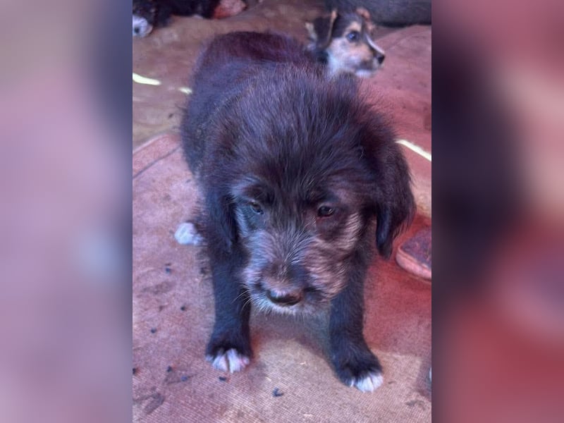 Dolly, kleines Hundemädchen sucht Familie