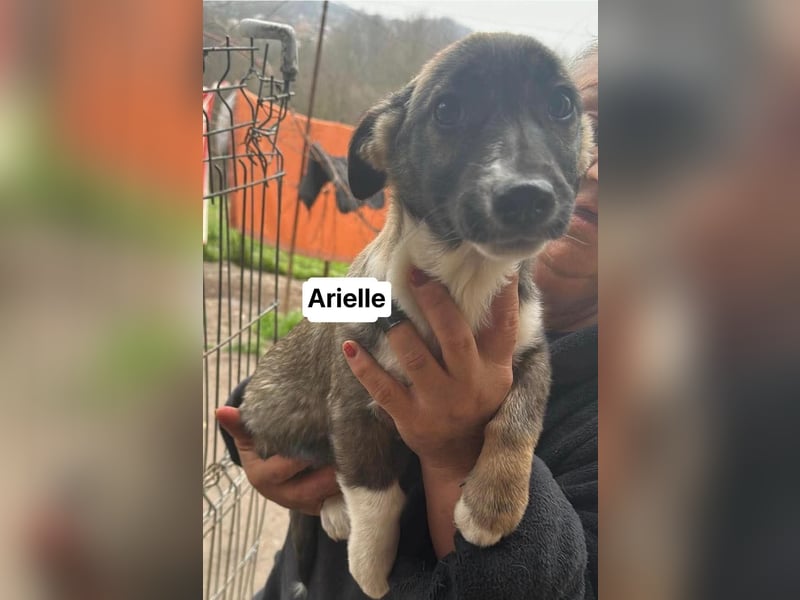 Arielle, kleine Zuckerschnute sucht Bleibe für immer