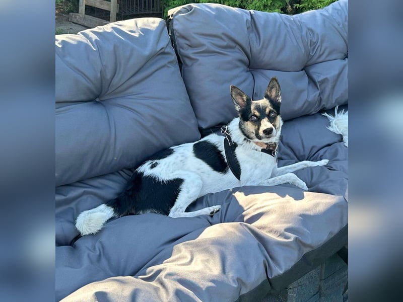 PIKE ❤️ (wird jetzt Spike gerufen)  wartet in 39179 Barleben auf Dich