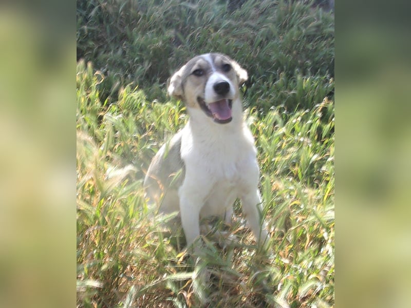 XAVION ❤ sucht Zuhause oder Pflegestelle