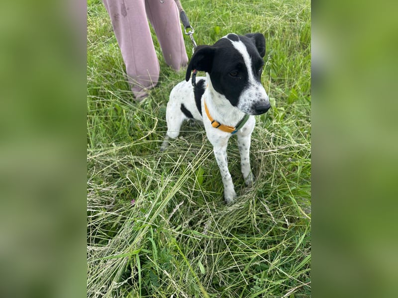Xia,  verschmust, liebenswert sucht ihr Körbchen