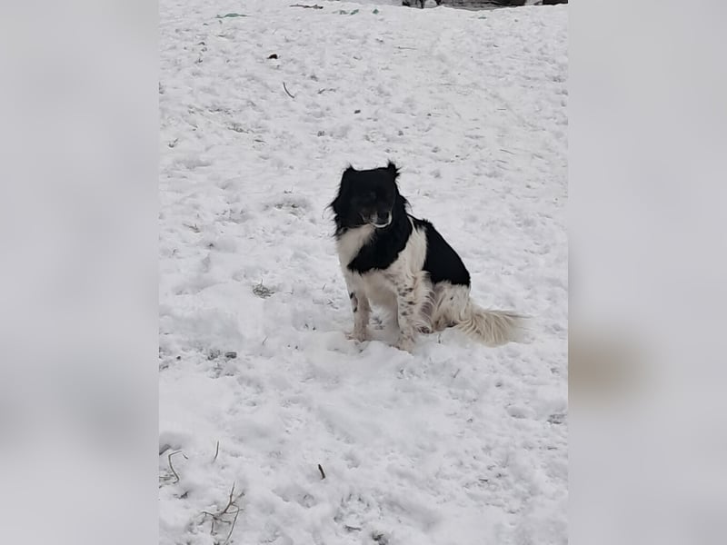 Maya, zauberhafte Hündin sucht Gesellschaft