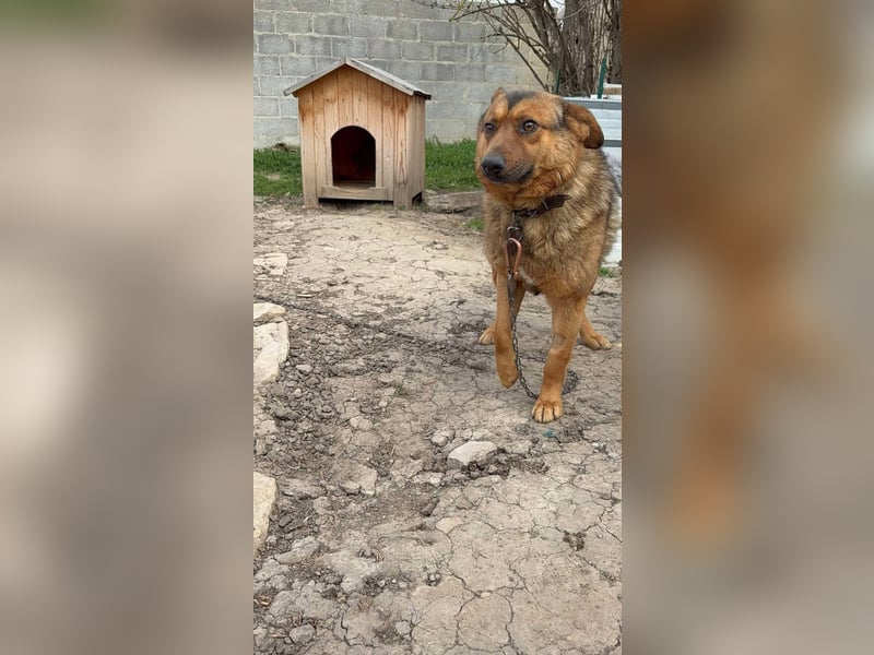 ALI ❤ EILIG! sucht Zuhause oder Pflegestelle