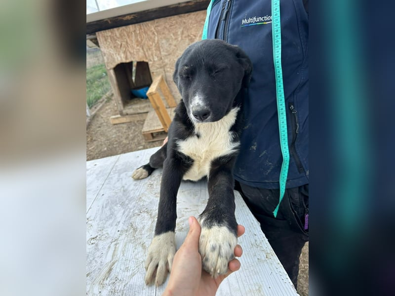 Woopy, wunderschönes Hundemädchen sucht zuverlässige Menschen