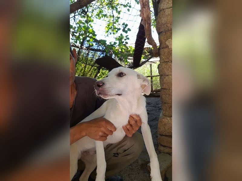 XANON ❤ sucht Zuhause oder Pflegestelle