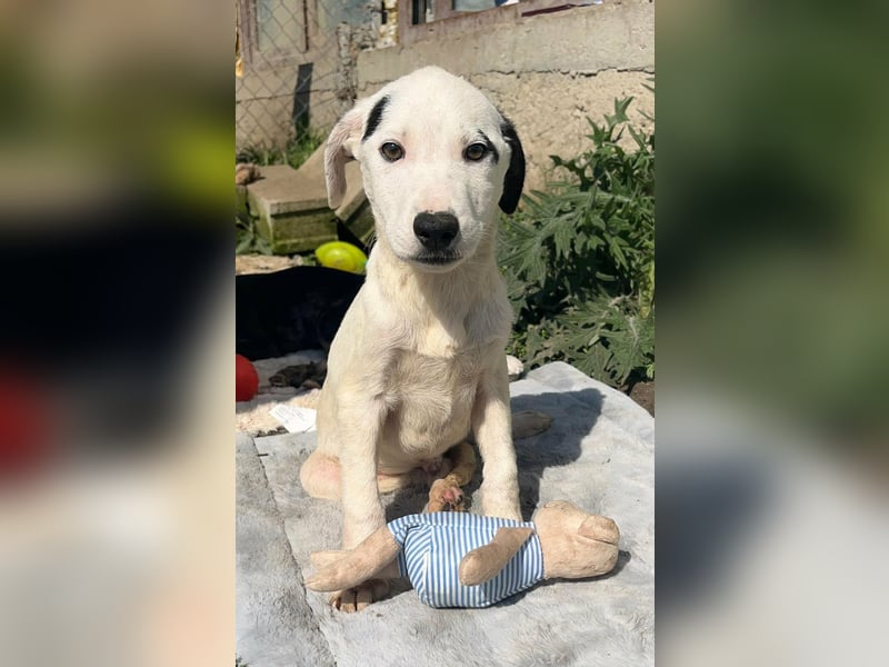 NEVILLE ❤ SEHR EILIG!  sucht Zuhause oder Pflegestelle