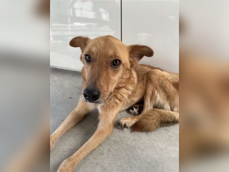 MINA ❤  wartet in 27367 Sottrum auf Dich