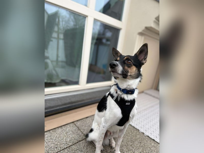 PIKE ❤️ (wird jetzt Spike gerufen)  wartet in 39179 Barleben auf Dich