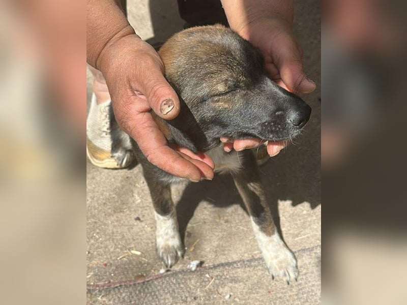 Alleen, kleine Schönheit sucht liebevolles Zuhause